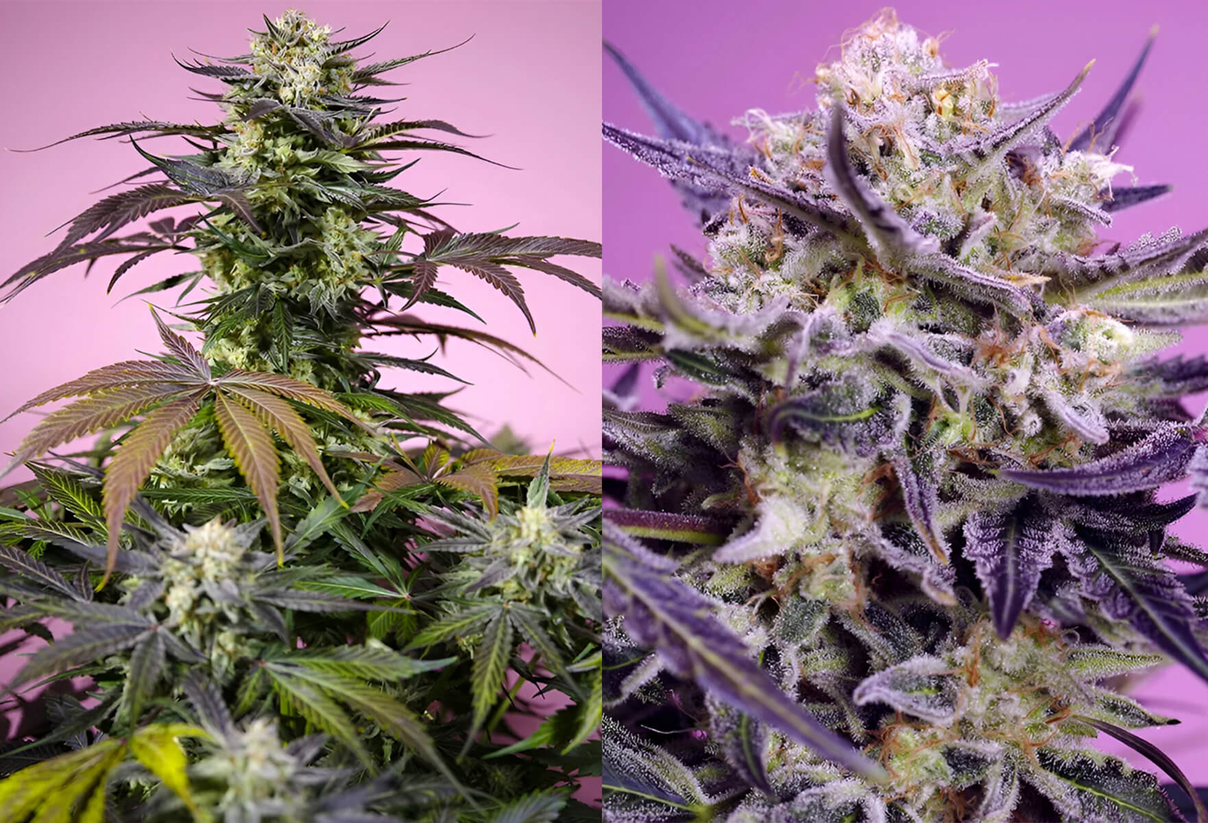 cogollos de semillas Gelonade y Pink Guava F1